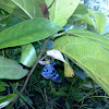 Blue Tiger Moth Laying Eggs