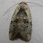 Chalcedony Midget Moth