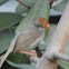 Ashy Tailorbird, Red-headed Tailorbird