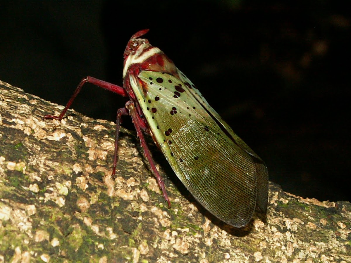  Treehopper