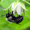 Common Eastern Bumble Bee - worker