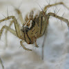 Lynx spider