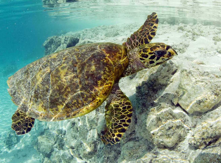 Swimming in a Bora Bora lagoon can bring you up-close to a sea turtle.