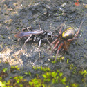 wasp and spider