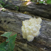 Bearded tooth mushroom