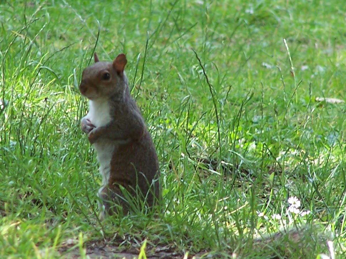 gray squirrel in the Carolinas or eastern gray squirrel