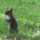 gray squirrel in the Carolinas or eastern gray squirrel