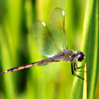 Four-spotted Pennant Dragonfly (immature)
