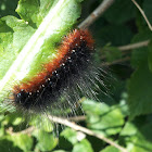Wooly Bear - Tiger moth caterpillar