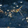 Baskettail dragonfly (in flight)