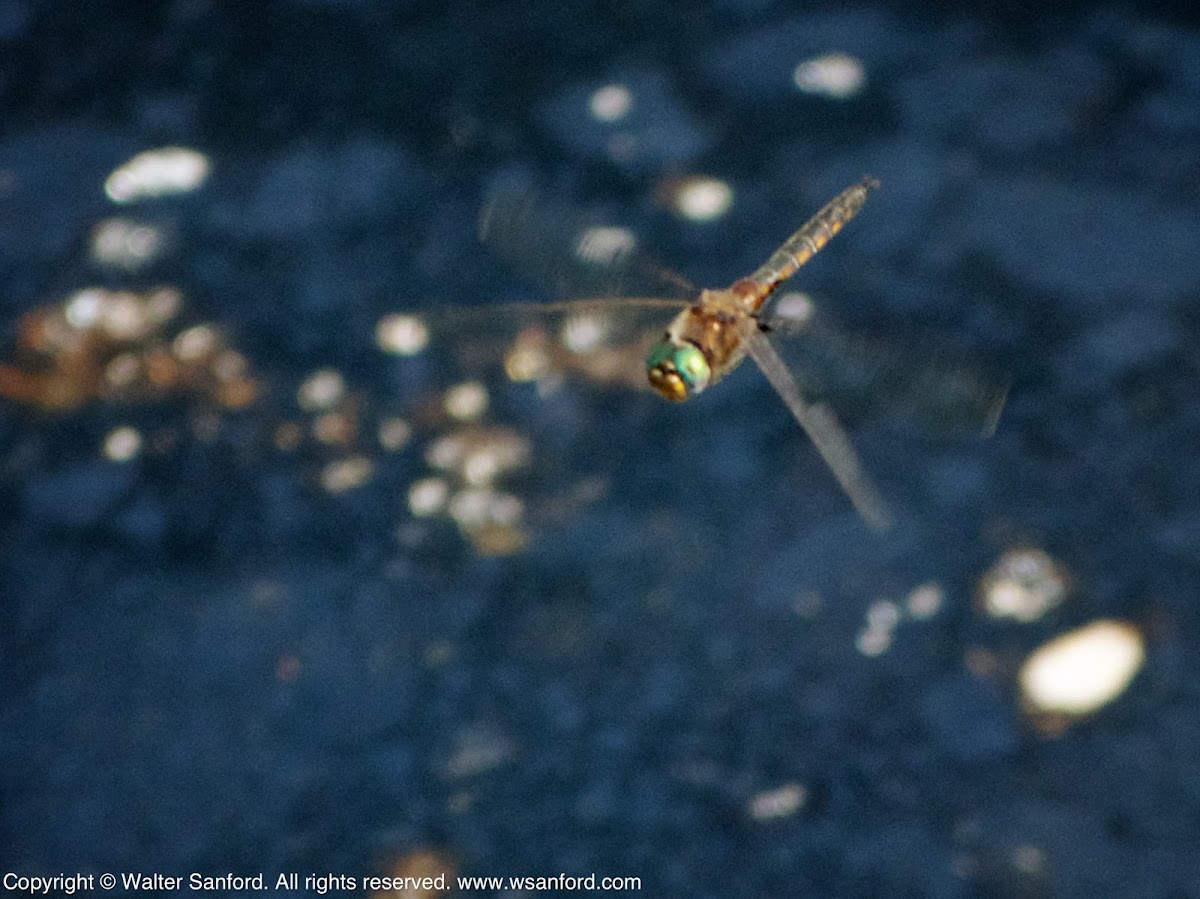 Baskettail dragonfly (in flight)