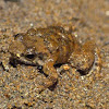 Frog (carrying young)