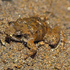 Frog (carrying young)