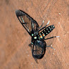 Wasp moth