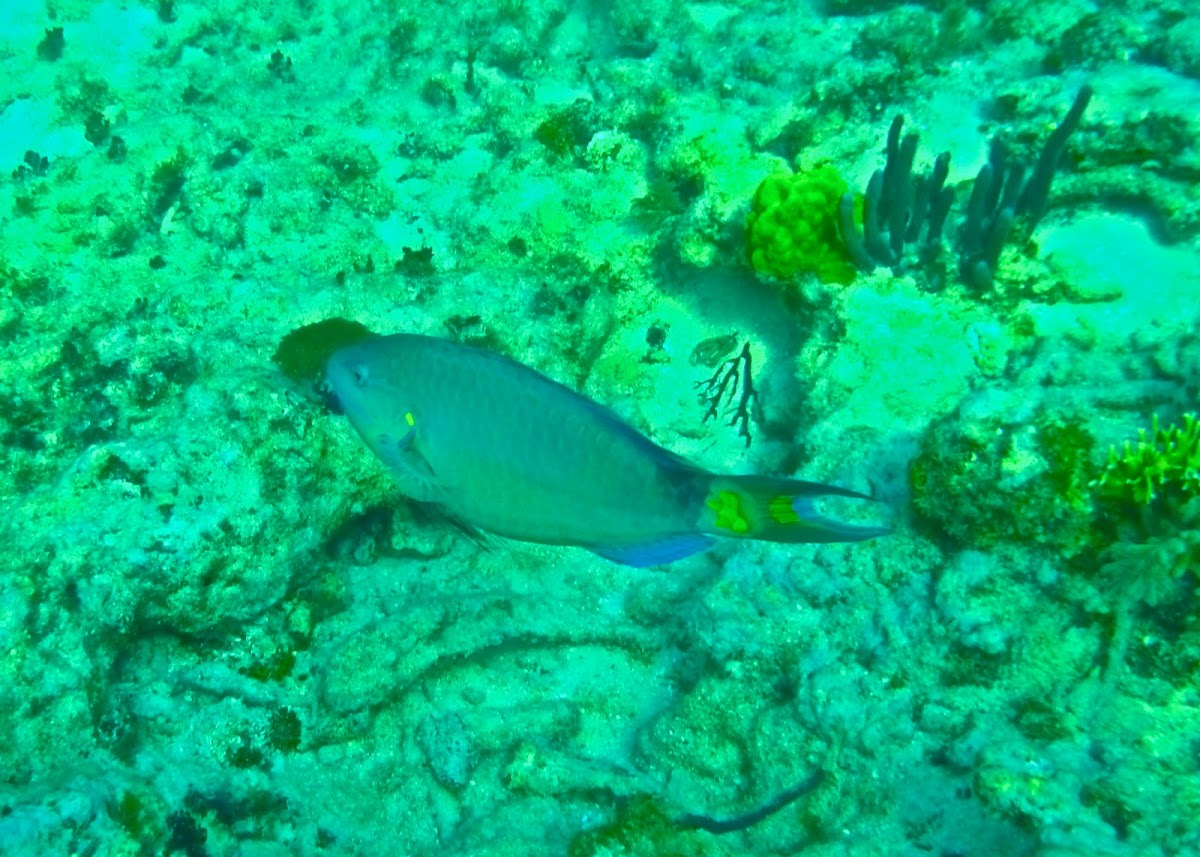 Stoplight Parrotfish