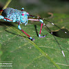 Longhorned grasshopper