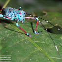 Longhorned grasshopper