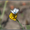 Common Pierrot Butterfly