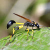Thread-Waisted Wasp