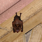 Bat (Costa Rica)