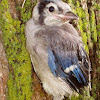 Blue Jay Juvenile