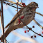 Hermit thrush