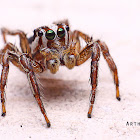 Pantropical Jumping Spider (Male)