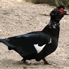 Muscovy Duck