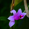 Orquídea epifita  Sobralia