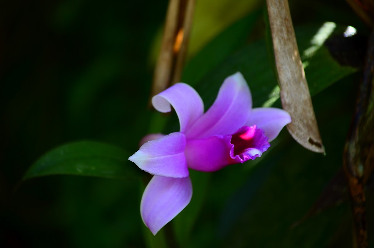 Orquídea epifita  Sobralia
