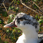 Domestic Mallard x Muscovy Duck hybrid