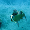 Hawai'ian Green Sea Turtle