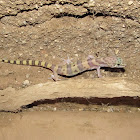 Western Banded Gecko