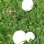 Field Mushroom