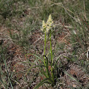 Death Camas