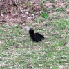 Black Squirrel, variation of Eastern Gray Squirrel