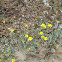 Beach Evening Primrose