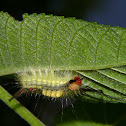 Tussoc moth catterpillar