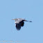 Grey Heron; Garza Real