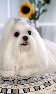 Free Download Cute Dogs Wallpapers APK for Android