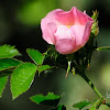 Dog rose, Rosal silvestre