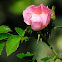 Dog rose, Rosal silvestre