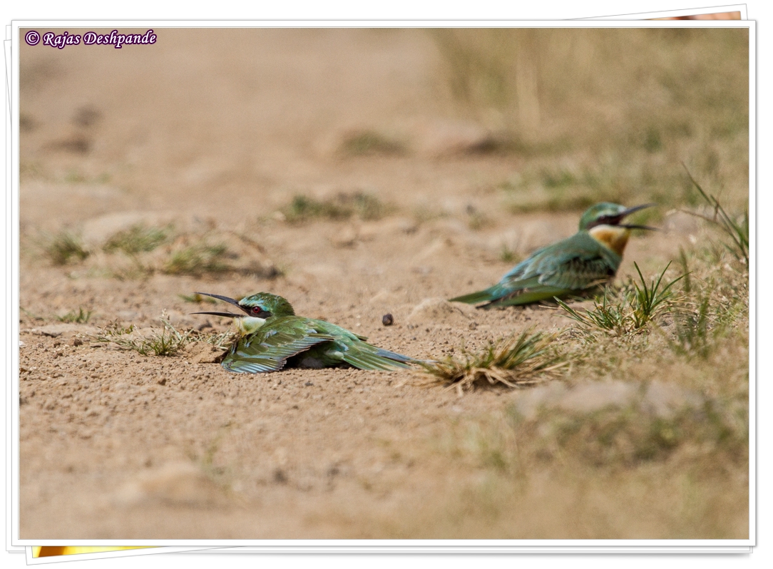 Blue-tailed Bee Eater