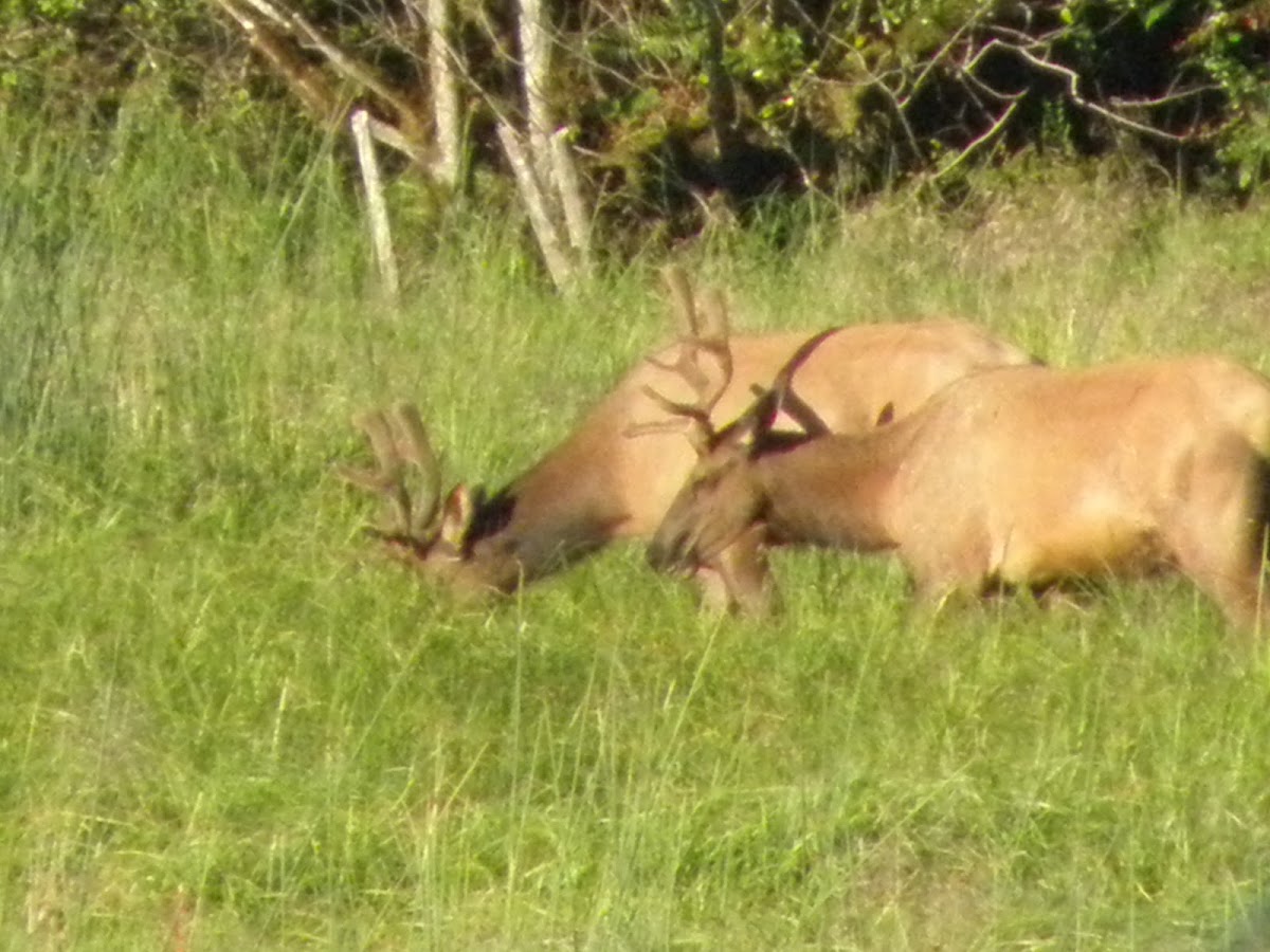 Elk(bull herd)