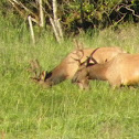 Elk(bull herd)