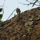 Southern Tree Agama