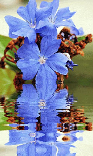 Blue Flower Reflection LWP