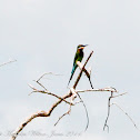 Blue-tailed Bee-eater