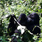 Mountain gorilla