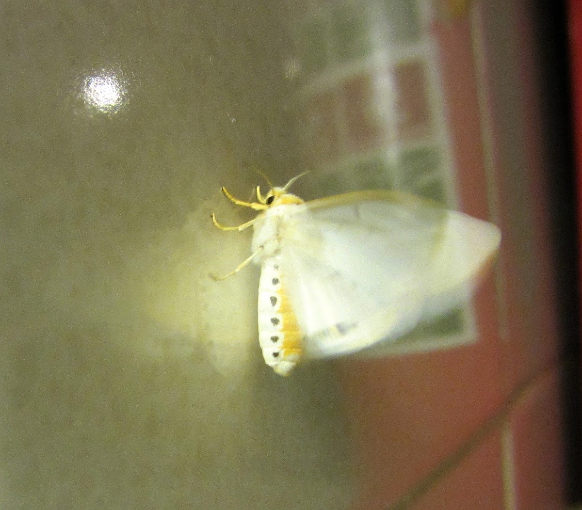 Yellow(?) Ermine moth